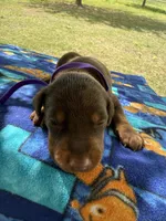 McKenna, a female Doberman Pinscher for sale in Spiro, OK – Photo 4 of 8