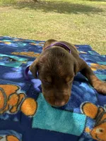 McKenna, a female Doberman Pinscher for sale in Spiro, OK – Photo 7 of 8