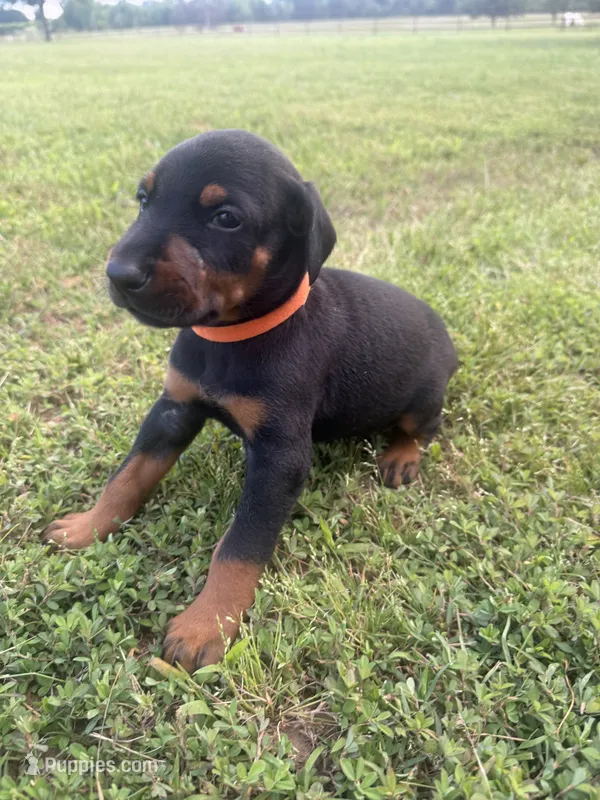 Thunder – Doberman Pinscher puppy on hold in Spiro, OK
