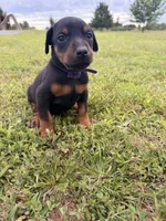 Honey, a female Doberman Pinscher for sale in Spiro, OK – 7 of 7