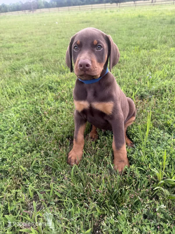 Cowboy – Doberman Pinscher puppy for sale in Spiro, OK