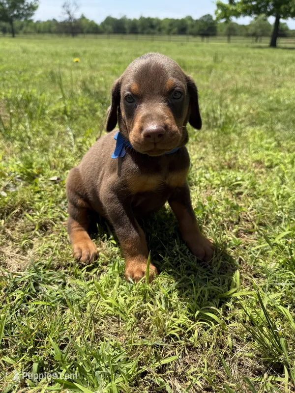 McGru  – Doberman Pinscher puppy for sale in Spiro, OK