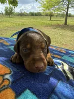 McGru , a male Doberman Pinscher for sale in Spiro, OK – Photo 3 of 8