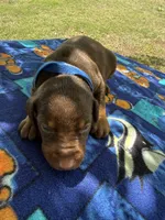 McGru , a male Doberman Pinscher for sale in Spiro, OK – Photo 8 of 8