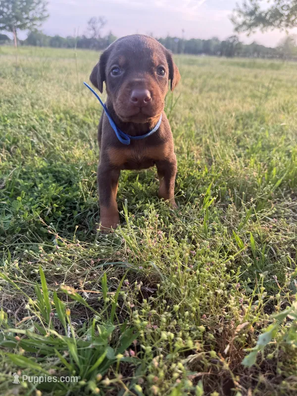 McGru  – Doberman Pinscher puppy for sale in Spiro, OK