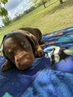 McGru , a male Doberman Pinscher for sale in Spiro, OK – Photo 5 of 8