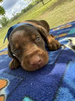 McGru , a male Doberman Pinscher for sale in Spiro, OK – Photo 6 of 8