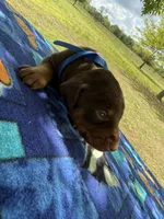 McGru , a male Doberman Pinscher for sale in Spiro, OK – Photo 4 of 8