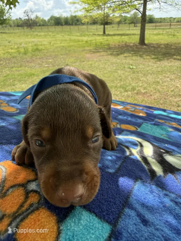 McGru  – Doberman Pinscher puppy for sale in Spiro, OK