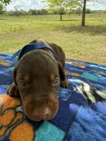 McGru , a male Doberman Pinscher for sale in Spiro, OK – Photo 1 of 8