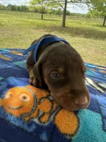 McGru , a male Doberman Pinscher for sale in Spiro, OK – Photo 2 of 8