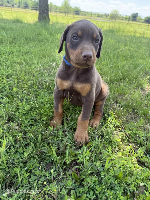McGru  – Doberman Pinscher puppy for sale in Spiro, OK
