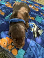 McGru , a male Doberman Pinscher for sale in Spiro, OK – Photo 7 of 8