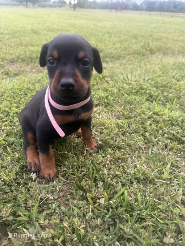 Reba – Doberman Pinscher puppy for sale in Spiro, OK