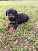 Honey, a female Doberman Pinscher for sale in Spiro, OK – 6 of 7