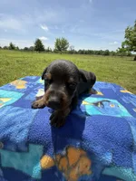 Reba, a female Doberman Pinscher for sale in Spiro, OK – Photo 4 of 6