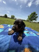 Reba, a female Doberman Pinscher for sale in Spiro, OK – Photo 3 of 6