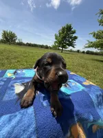 Reba, a female Doberman Pinscher for sale in Spiro, OK – Photo 1 of 6