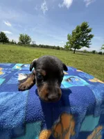 Reba, a female Doberman Pinscher for sale in Spiro, OK – Photo 2 of 6