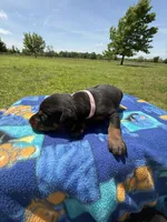 Reba, a female Doberman Pinscher for sale in Spiro, OK – Photo 6 of 6