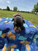 Reba, a female Doberman Pinscher for sale in Spiro, OK – Photo 5 of 6