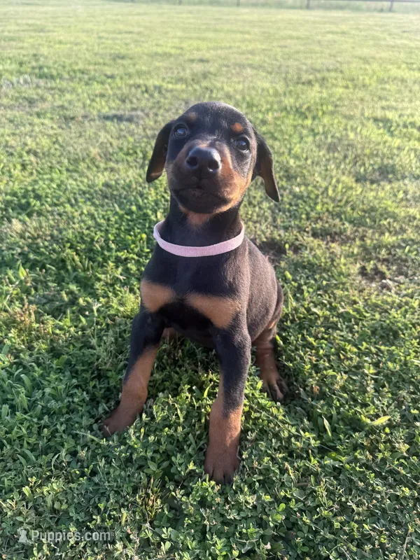 Reba – Doberman Pinscher puppy for sale in Spiro, OK