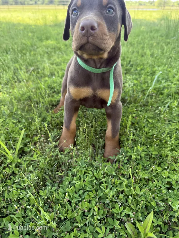 McGraw – Doberman Pinscher puppy for sale in Spiro, OK