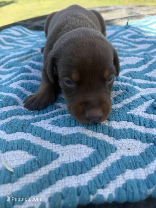 McGraw – Doberman Pinscher puppy for sale in Spiro, OK