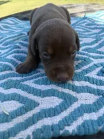 McGraw, a male Doberman Pinscher for sale in Spiro, OK – Photo 1 of 3