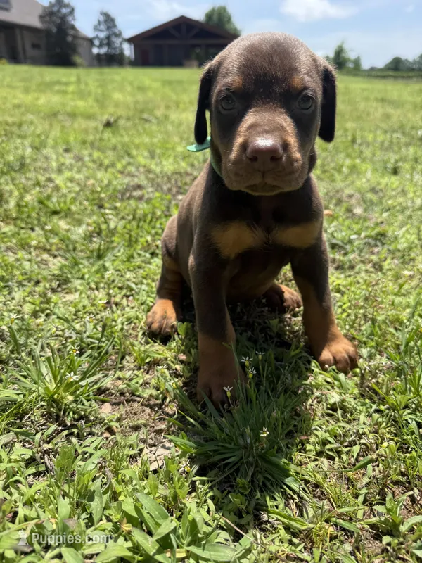 McGraw – Doberman Pinscher puppy for sale in Spiro, OK