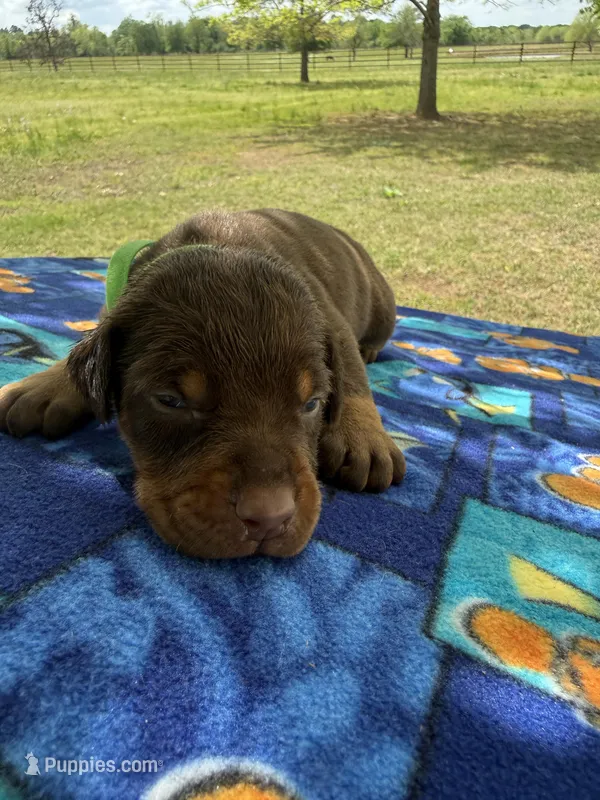 McGraw – Doberman Pinscher puppy for sale in Spiro, OK
