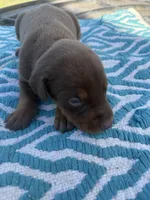 McGraw, a male Doberman Pinscher for sale in Spiro, OK – Photo 2 of 3