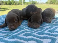 McGraw, a male Doberman Pinscher for sale in Spiro, OK – Photo 3 of 3