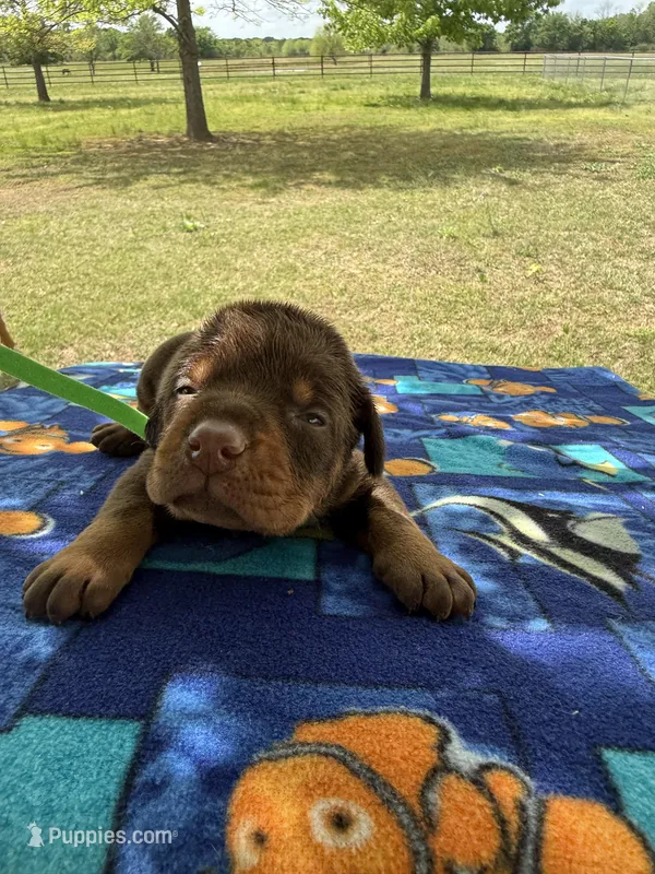 McGraw – Doberman Pinscher puppy for sale in Spiro, OK