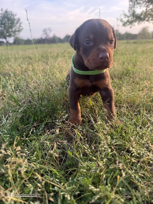 McGraw – Doberman Pinscher puppy for sale in Spiro, OK