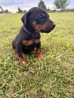 Honey, a female Doberman Pinscher for sale in Spiro, OK – 2 of 7