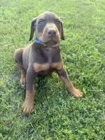Cowboy, a male Doberman Pinscher for sale in Spiro, OK – 8 of 8