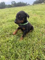 Gus, a male Doberman Pinscher for sale in Spiro, OK – 3 of 8