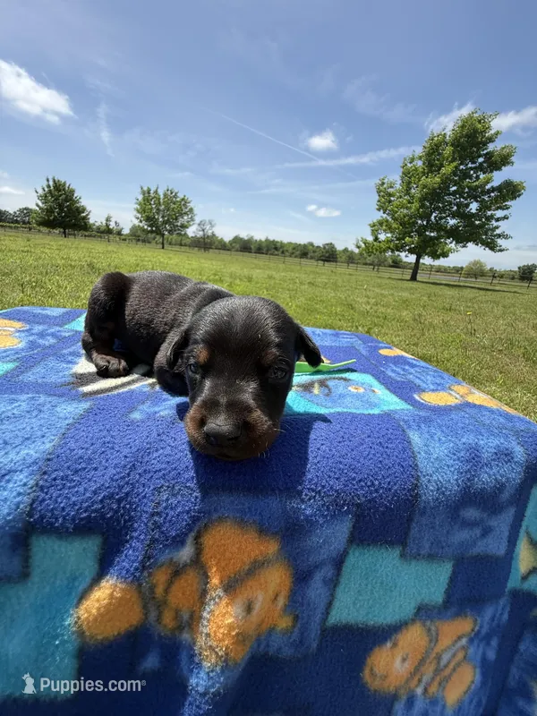 Boomer – Doberman Pinscher puppy for sale in Spiro, OK