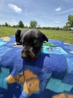 Boomer, a male Doberman Pinscher for sale in Spiro, OK – Photo 6 of 7