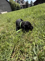 Boomer, a male Doberman Pinscher for sale in Spiro, OK – Photo 7 of 7