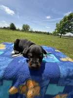 Boomer, a male Doberman Pinscher for sale in Spiro, OK – Photo 4 of 7