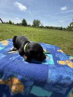 Boomer, a male Doberman Pinscher for sale in Spiro, OK – Photo 5 of 7