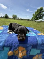 Boomer, a male Doberman Pinscher for sale in Spiro, OK – Photo 2 of 7