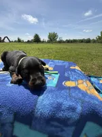 Boomer, a male Doberman Pinscher for sale in Spiro, OK – Photo 3 of 7