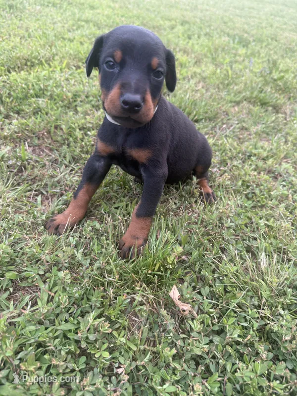 Sooner – Doberman Pinscher puppy for sale in Spiro, OK