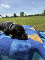 Cowboy, a male Doberman Pinscher for sale in Spiro, OK – Photo 5 of 8