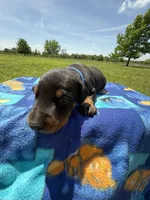 Cowboy, a male Doberman Pinscher for sale in Spiro, OK – Photo 2 of 8