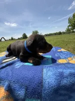 Cowboy, a male Doberman Pinscher for sale in Spiro, OK – Photo 1 of 8