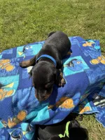 Cowboy, a male Doberman Pinscher for sale in Spiro, OK – Photo 8 of 8